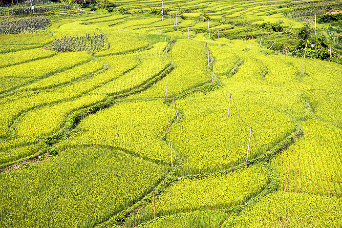 Read more about the article The Pù Luông Nature Reserve