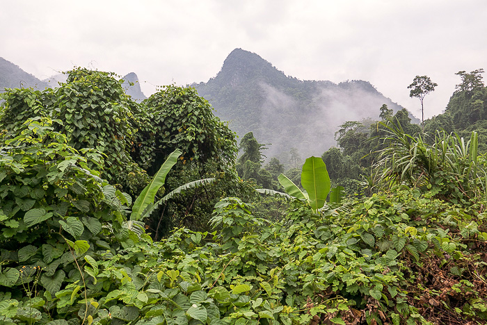 Elephant Cave Phong Nha