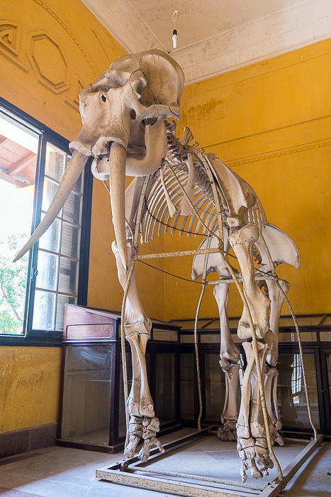 Zoological Museum