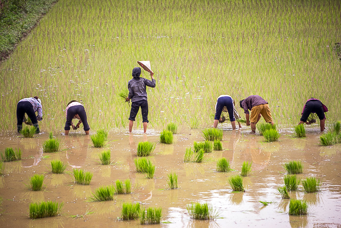 Ha Giang